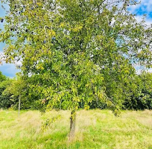 La Condelisana - Maison Spacieuse Avec Piscine Holiday home